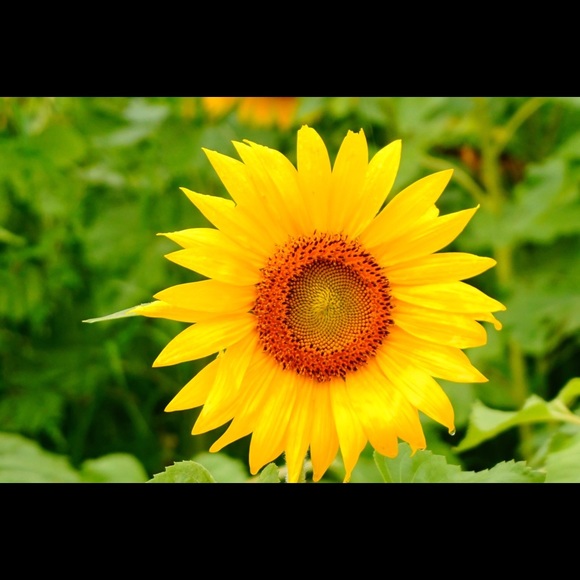 Meet your Posher, Mai! - Picture 1 of 1